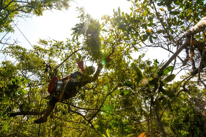 Jorge Jiménez subiendo a los manglares negros para proteger a los polluelos de pinzones de manglar de las larvas de mosca introducida P. Downsi. Este manejo intensivo en el campo permite al equipo proteger a los polluelos en su hábitat natural