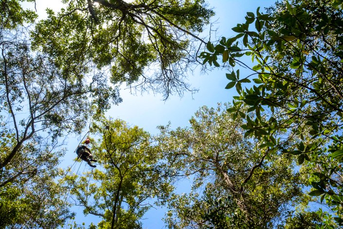 Jorge Jimenez climbs up black mangroves in order to protect mangrove finch nestlings from parasitism from the introduced fly larvae P. downsi. This intensive management in the field enables the team to protect the nestlings in their natural habitat