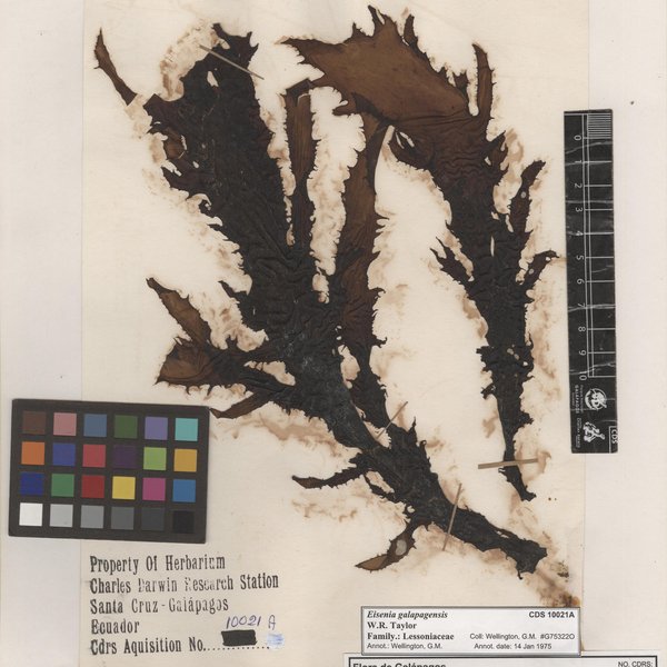 Eisenia galapagensis W.R. Taylor