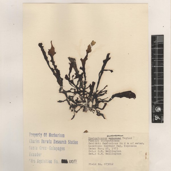 Spatoglossum ecuadoreanum W.R. Taylor