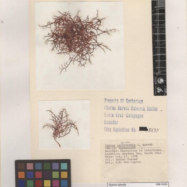 Hypnea spinella (C. Agardh) Kützing