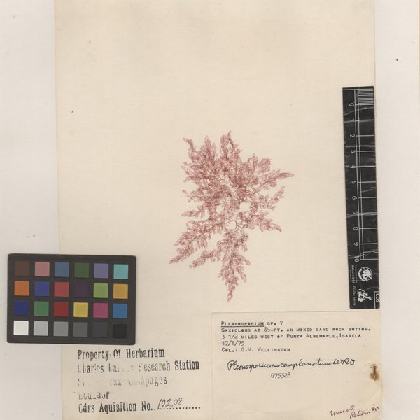 Pleonosporium complanatum W.R. Taylor
