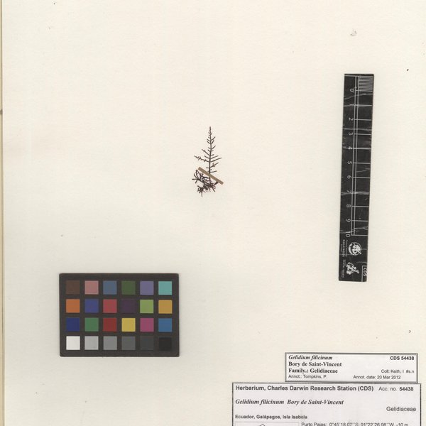 Gelidium filicinum Bory de Saint-Vincent