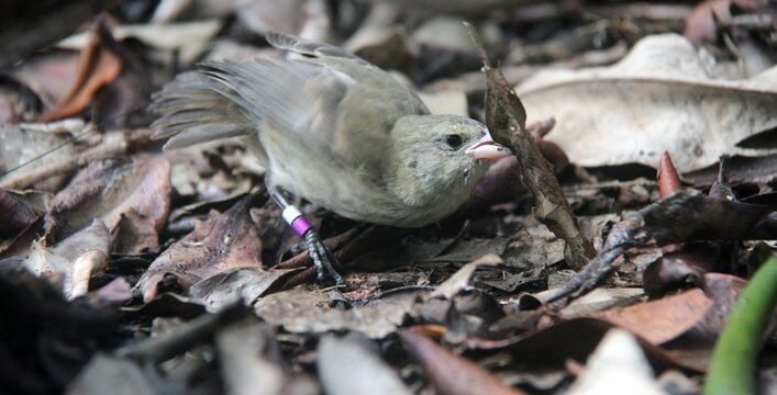 A captive reared Mangrove Finch in search of invertebrates after release into the wild.