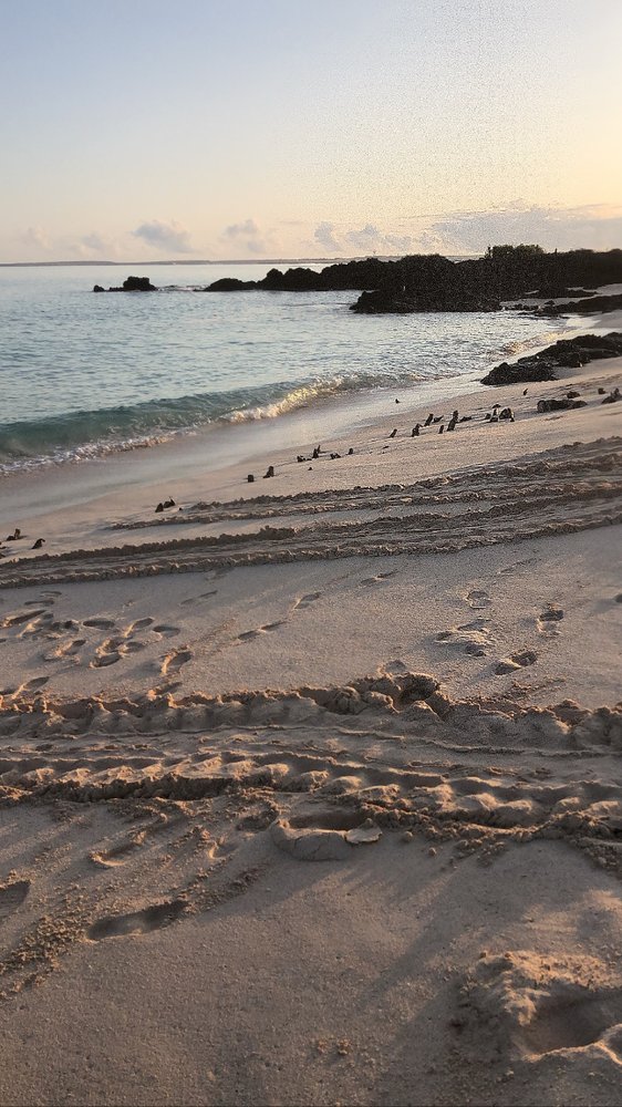 A pink sunset over turtle tracks in the sand. Photo: Lucy Phillips, CDF.