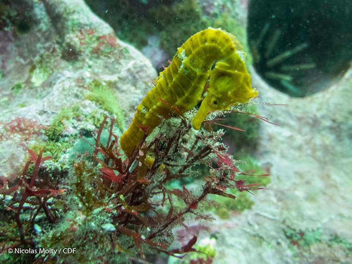 A sea horse in the west of the archipelago.