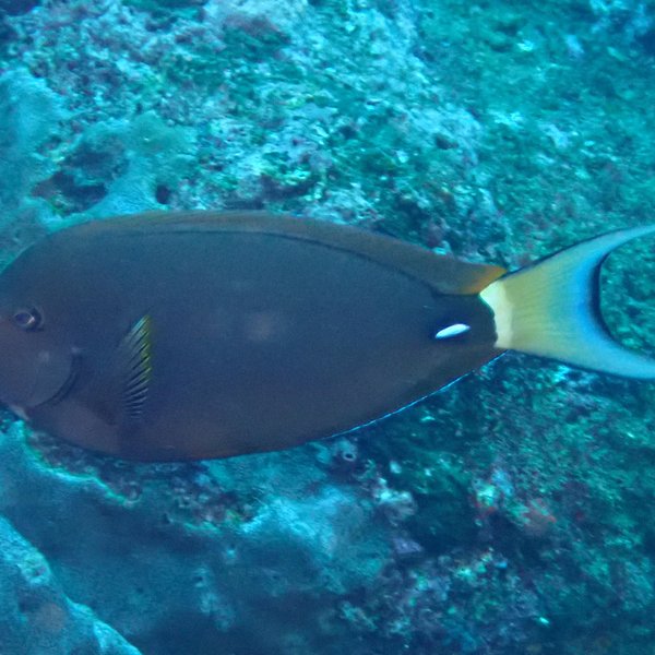 Acanthurus leucocheilus Herre, 1927