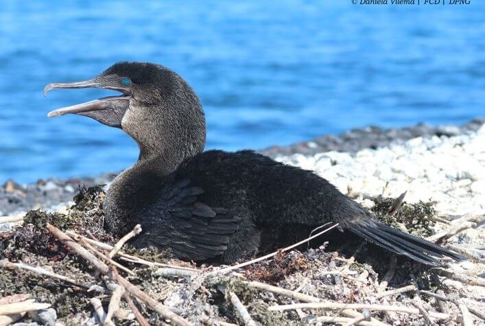 Adult flightless cormorant nesting on Isabela Island.