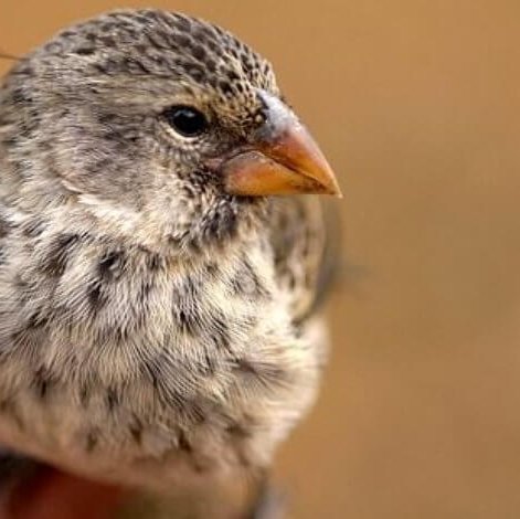 All finches are of the same size and weight. They vary in colors in some cases, but their most notorious difference are their peaks, which are used as tools.