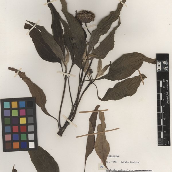Scalesia pedunculata Hook. f.