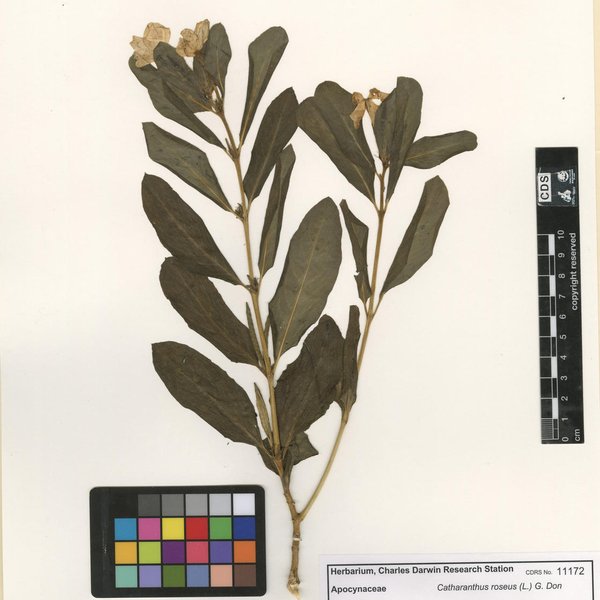 Catharanthus roseus (L.) G. Don