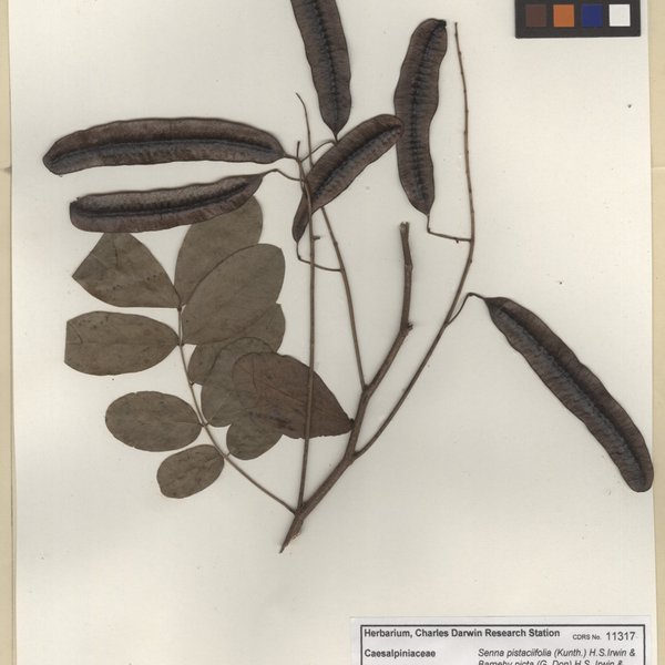 Senna pistaciifolia var. picta (G.Don) Irwin & Barneby
