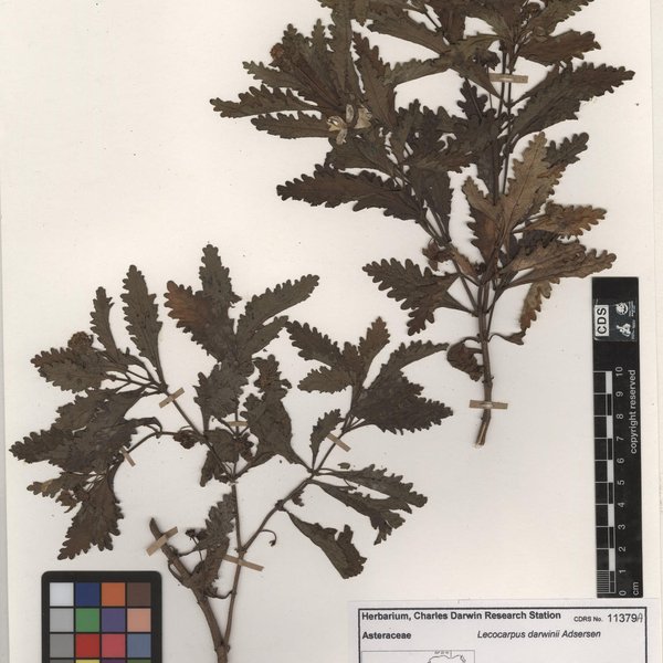 Lecocarpus darwinii Adsersen