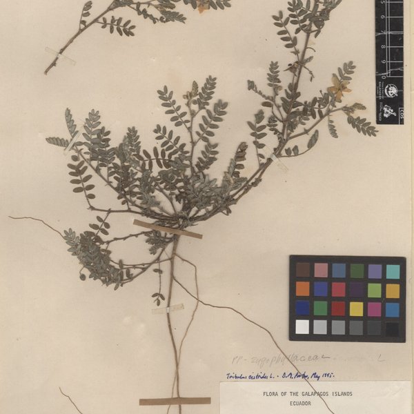 Tribulus cistoides L.