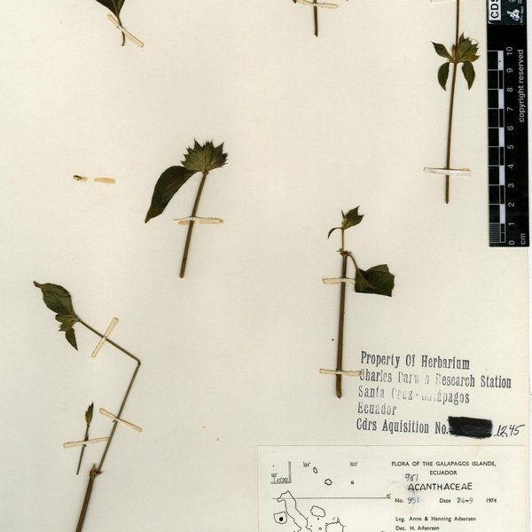 Dicliptera peruviana (Lam.) Juss.