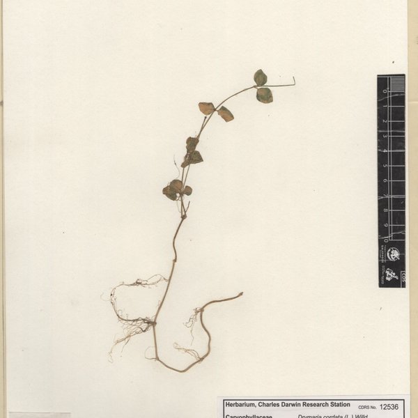 Drymaria cordata (L.) Willd. ex Schult.