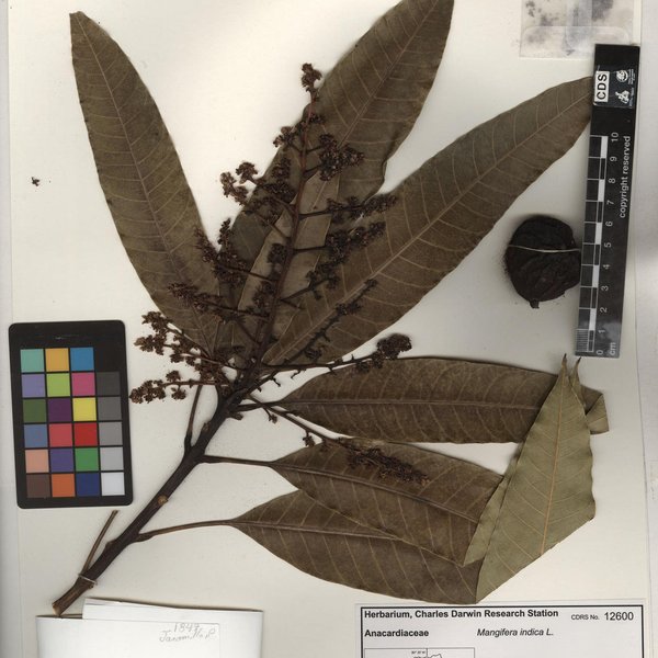 Mangifera indica L.