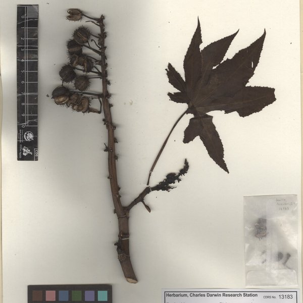 Ricinus communis L.