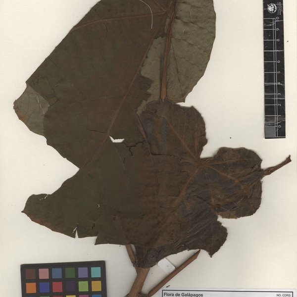 Ochroma pyramidale (Cav. ex Lam.) Urban