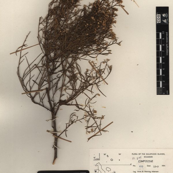 Baccharis gnidiifolia Kunth