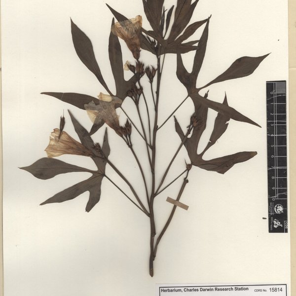 Ipomoea batatas (L.) Lam.