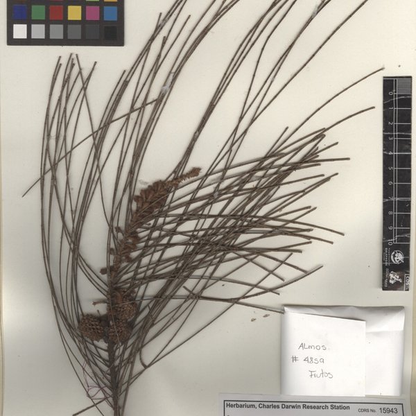Casuarina equisetifolia L.