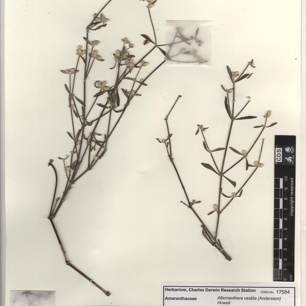 Alternanthera vestita (Andersson) Howell