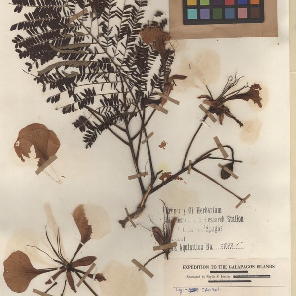 Cedrela odorata L.