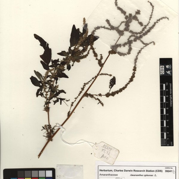 Amaranthus spinosus L.
