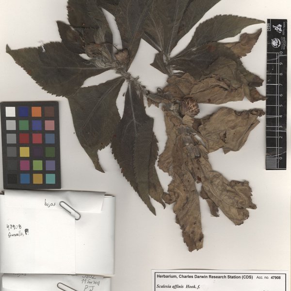Scalesia affinis Hook. f.