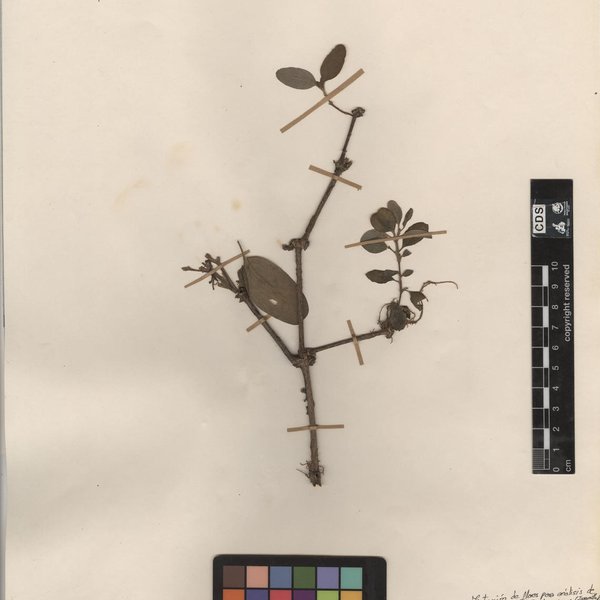 Alternanthera rugulosa (B.L. Rob.) Howell