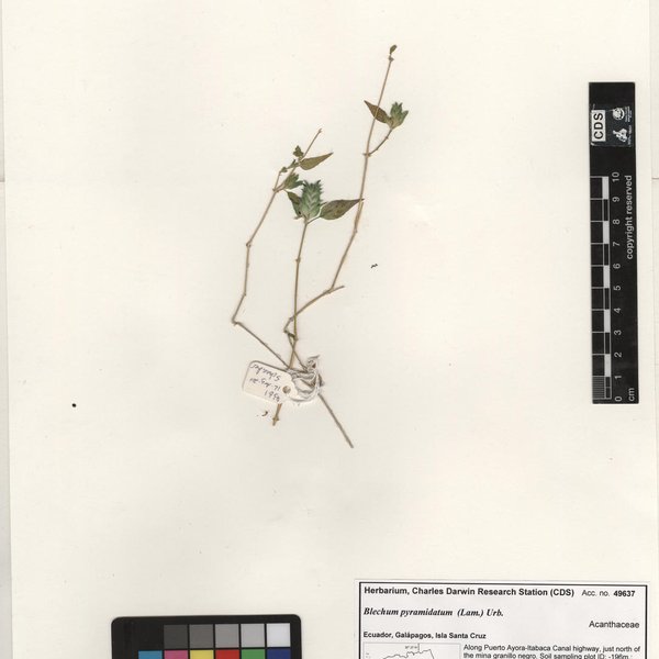 Ipomoea incarnata (Vahl) Choisy