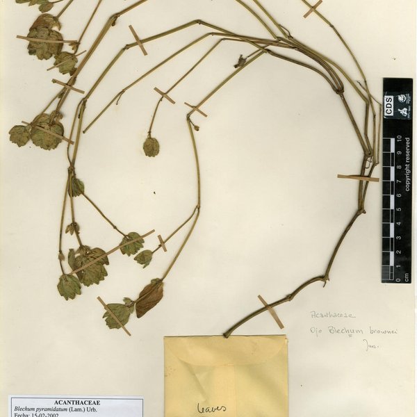 Rubus adenotrichos Schltdl.