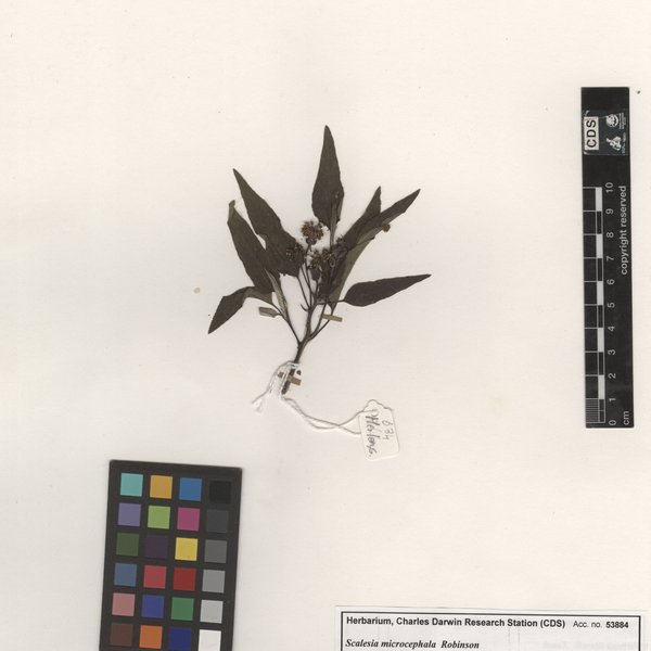 Scalesia microcephala Robinson