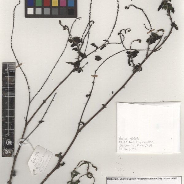 Heliotropium angiospermum Murray