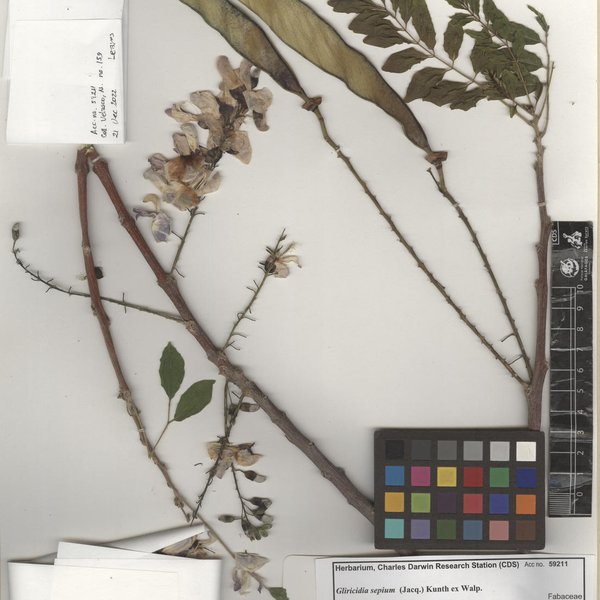 Gliricidia sepium (Jacq.) Kunth ex Walp.