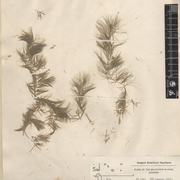 Ceratophyllum muricatum subsp. australe (Griseb.) Les
