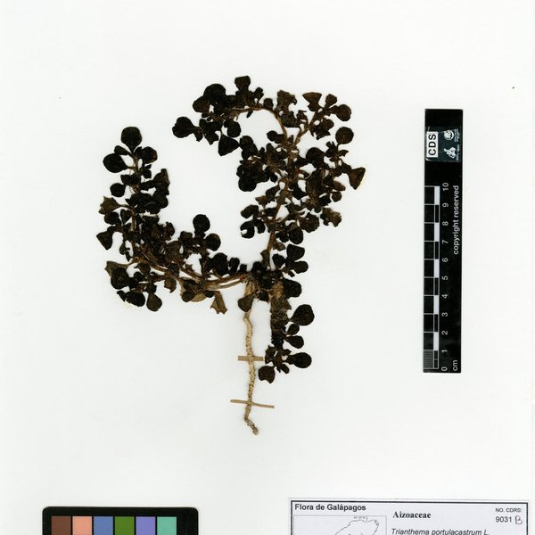 Exodeconus miersii (Hook. f.) D'Arcy