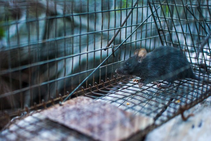 Control de la población de ratas negras invasoras
