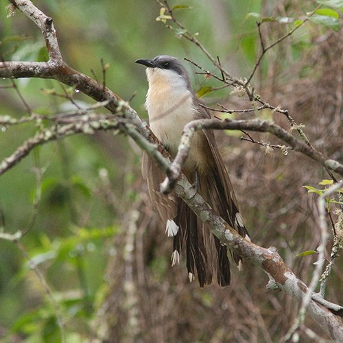 Coccyzus melacoryphus Vieillot, 1817