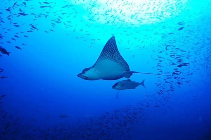 Eagle Ray, one of the most common species found in scuba diving tours in the Galapagos Marine Reserve.