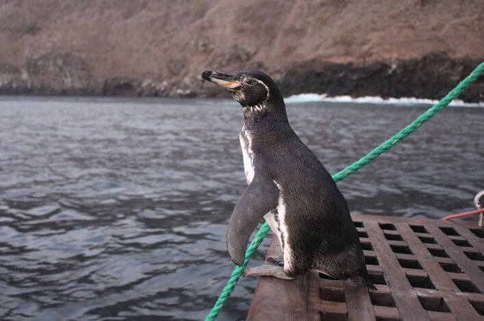 Galapagos penguin posing during the last monitoring developed by the Charles Darwin Foundation (CDF) and the Galapagos National Park Directorate (GNPD) in 2016.