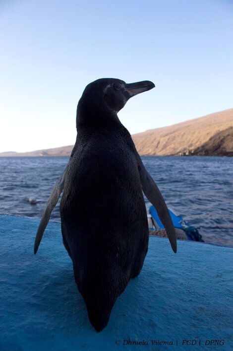 Galapagos penguin released after being tagged by scientists from the CDF and the GNPD.