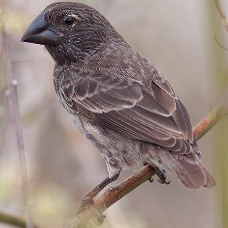 Geospiza magnirostris Gould, 1837