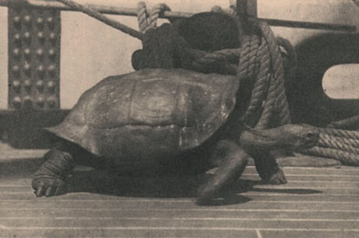 Historical record of one of the tortoises captured in the Galapagos Islands by one of the boats that was passing through the archipelago.