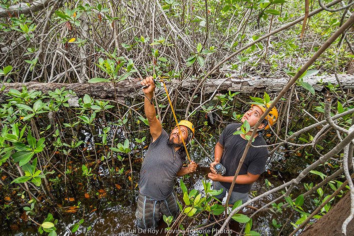 Jorge Jiménez and David Auz throwing weights to be able to attach ropes and cccess the nest found high up in the mangrove.