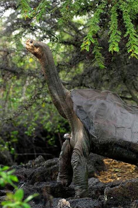 Lonesome George showing his long neck and saddle-type shell.