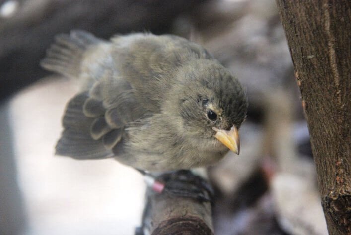 Mangrove Finch fledgling back on Isabela Island.