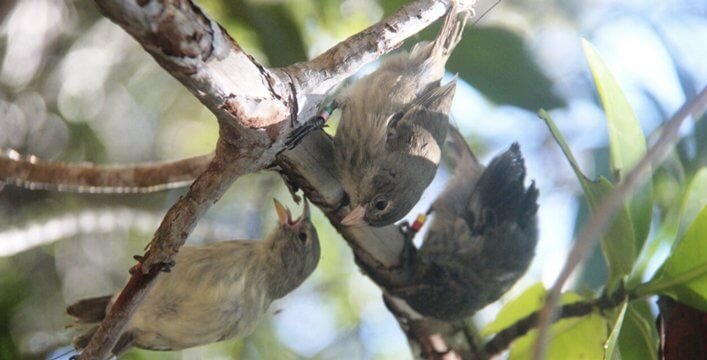 Mangrove Finch fledglings raised at CDRS re-adapting back to the wild.