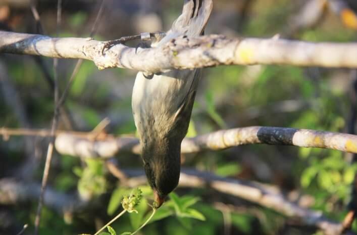 Mangrove Finch foraging in the wild (Photo by Francesca Cunninghame/CDF)
